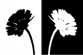 Samolepka Kvety čiernobiele